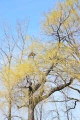 Four winds bank on Laval island