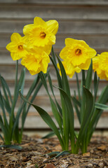 The yellow daffodil, also called daffodil or paschal bell, false narcissus, trumpet daffodil or regionally April bell, March bell or märzenbecher. Background: brown. Bottom view.