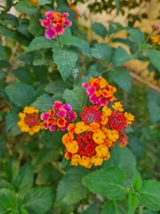 red and yellow flowers