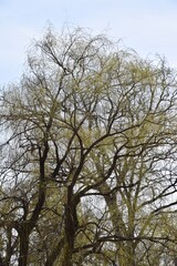 Four winds bank on Laval island