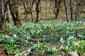 Snowdrops flowers in spring forest