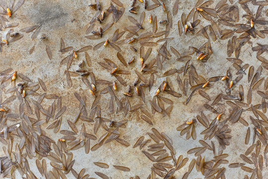 Group of dead Flying termite or Alates on the floor. Image have Noise and Film Grain2