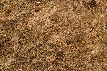 Last year's grass background image texture 
