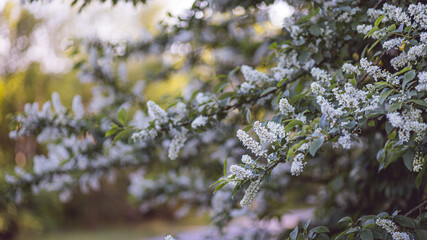 White Blossoms on a Bush