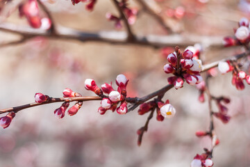 unopened flower buds on a fruit tree in the garden