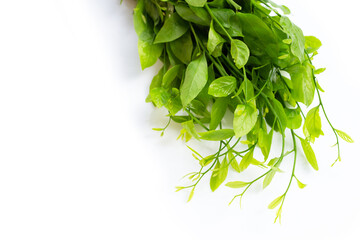 Melientha suavis pierre leaves on white background.