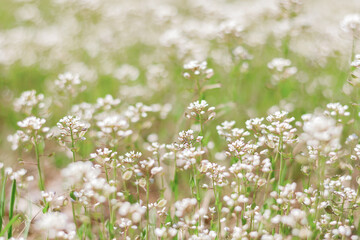 natural background with wild blooming flowers. white wild flowers in the meadow.