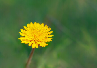 one yellow dandelion in the meadow on a green background with copy space