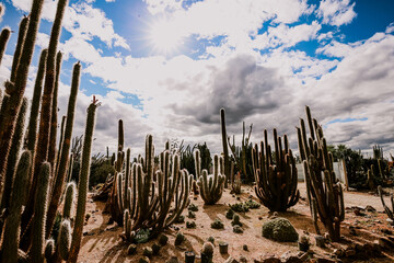 Overcast day at a cactus farm with bright sunlight streaking through the clouds