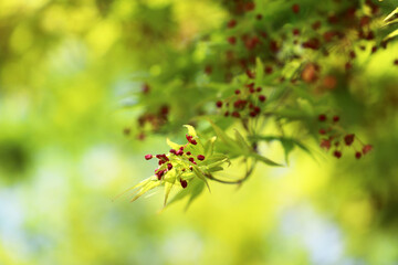 春の公園のモミジの新緑と小さな赤い花