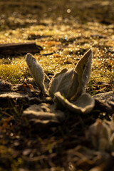 plant