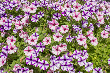 Purple and violet floral background