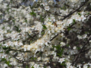 Spring flower on tree with bee