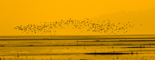 Fototapeta premium Migratory birds fly over the water in the wetlands at sunset. Poyang Lake, Jiangxi Province, China.