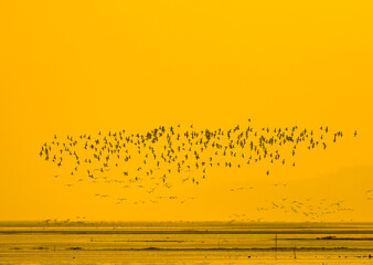 Migratory birds fly over the water in the wetlands at sunset. Poyang Lake, Jiangxi Province, China.