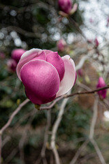 Fototapeta premium gorgeous magnolia flower bud
