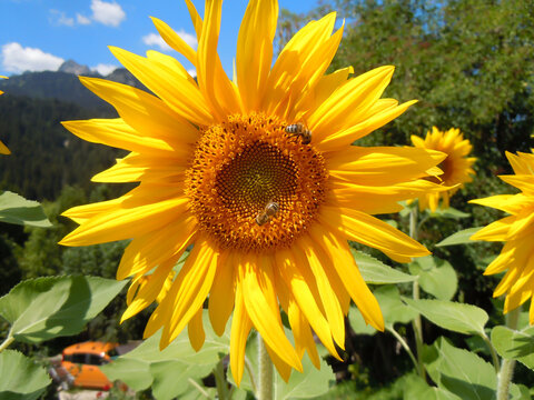 Fibonacci logarithmic spiral in budding sunflower, August.