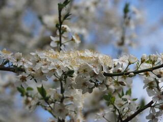 Spring flower on tree with bee