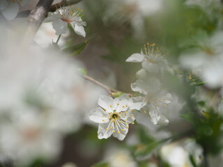 Spring flower on tree with bee