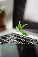 Laptop keyboard with plant growing on it. Green IT computing concept. Carbon efficient technology....