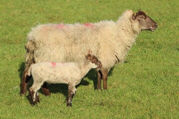 Fototapeta premium Sheep: Cross breed ewe and her lamb on farmland in rural Ireland during springtime