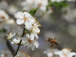 Spring flower on tree with bee