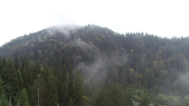 Beautiful firry forest in fog