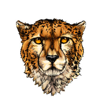 Cheetah head portrait from a splash of watercolor, colored drawing, realistic. Vector illustration of paints
