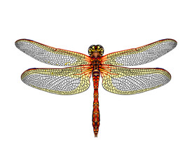Dragonfly from a splash of watercolor, colored drawing, realistic. Vector illustration of paints
