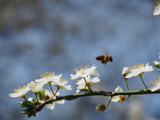 Spring flower on tree with bee