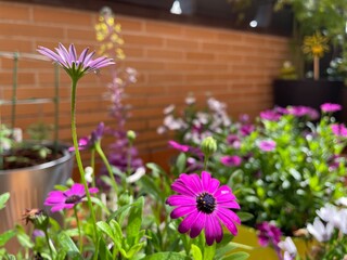 flowers in the garden