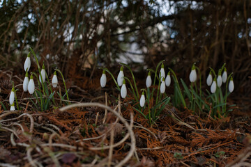 Snowdrops with white buds under the lower branches and in the shade of thuja, the ground is covered with old twigs and fallen yellow leaves of thuja.