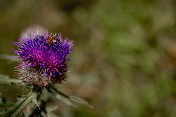 Close up of Bee collects honey from thistle, macro