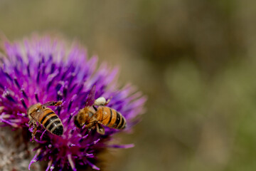 Close up of Bee collects honey from thistle, macro
