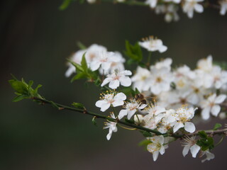 Spring flower on tree with bee