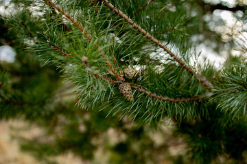 Macro shooting of plants. Coniferous branches with young buds look like flowers. Pine branch with cones in spring