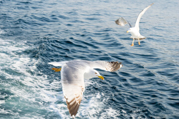 oiseaux en mer