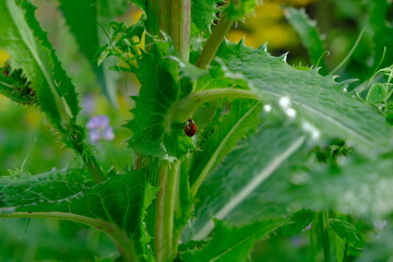 Lady Bug on Plant