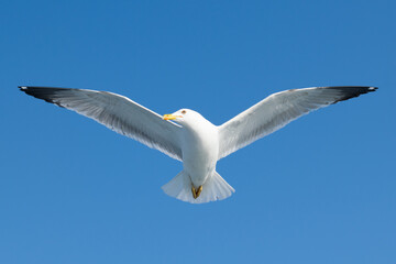 Flying bird with open wings
