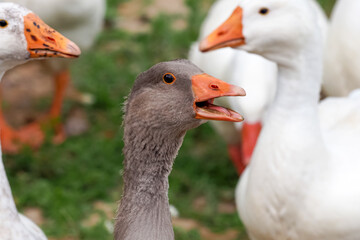 Rural farm landscape, goose is screaming. Geese, domestic bird, close-up