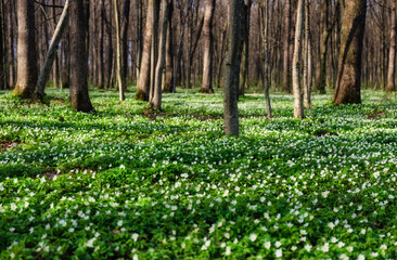 Spring forest during sunset. Flower blossoms in the springtime in the forest. Landscape in spring. Photo for the background. Fresh plants and warm weather.