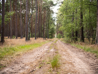 Coniferous trees and deciduous trees in the forest during late summer. A forest road in the middle.