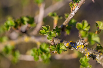 wild strawberry plant