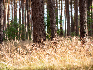 Coniferous trees and grasses in the forest during late summer.