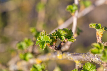 buds on a branch