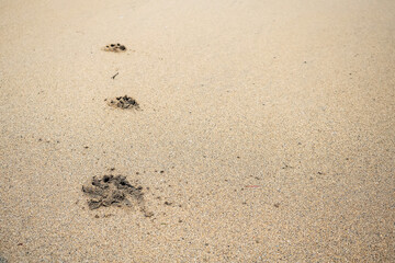 Animal foot print on a sandy surface. Dog track on a yellow sandy beach surface