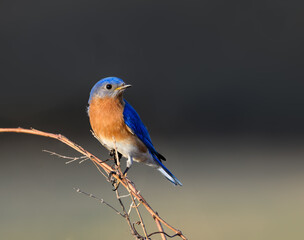 Male Eastern Bluebird Portrait in Early Spring on Dark Gray Background