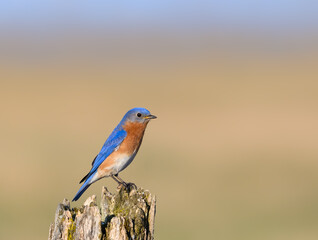 Male Eastern Bluebird Sitting on Post in Early Spring 