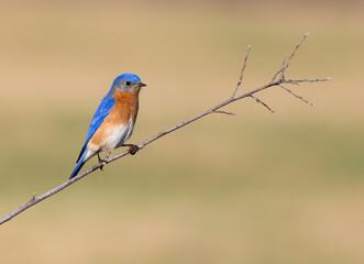 Eastern Bluebird Sitting on Tree Branch in Early Spring  