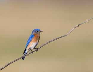 Eastern Bluebird Sitting on Tree Branch in Early Spring  